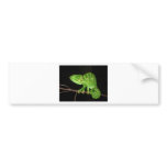 Chameleon (Chamaeleo zeylanicus) Bumper Sticker