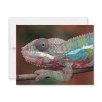 chameleon