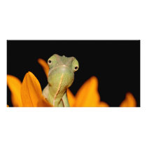 chameleon