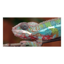 chameleon