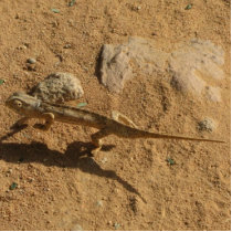 Chameleon Photo Cutout