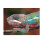 chameleon postcards