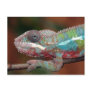 chameleon postcards