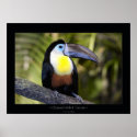 Channel-billed Toucan posters