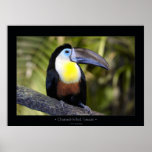 Channel-billed Toucan Print
