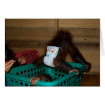 Chaos at Jungle Baby Nursery School Greeting Cards