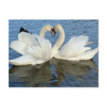 Chaperoned Swan Heart Love Postcard