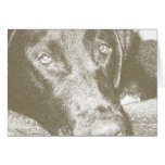 Charcoal Lab Sketch cards