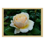 Charles Darwin Gift Tag business cards