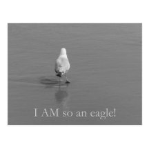 Charlie the lonely seagull - I am so an eagle! Post Cards