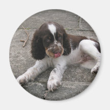 Charlie The Springer! Fridge Magnets