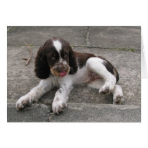 Charlie The Springer! Greeting Cards