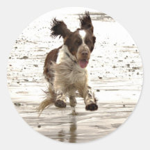 Charlie The Springer! Round Sticker