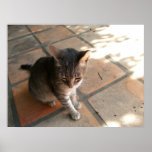 Charming Kitty Print