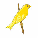 Charnille Canary photo sculptures