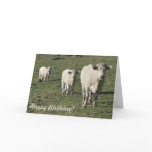 Charolais cow and calves birthday card