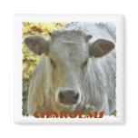 Charolais cow magnet