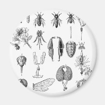 Chart of Insect Parts Refrigerator Magnets