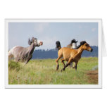Chase cards