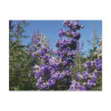 Chaste Tree Purple Flowers postcards