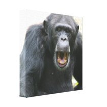 Chatty Chimpanzee Canvas Print