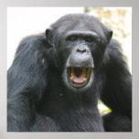 Chatty Chimpanzee Poster