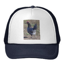 Cheeky Blue Andalusian Hen Hat