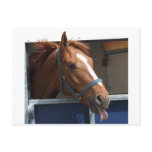 Cheeky Chestnut horse postcards
