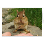 Cheeky Chipmunk Cards