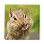 Cheeky Chipmunk Magnet