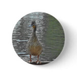 Cheeky Duck buttons