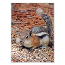 Cheeky Ground Squirrel Photo Print