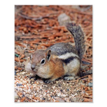 Cheeky Ground Squirrel Photographic Print