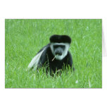 cheeky monkey cards
