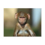 Cheeky Monkey - Cute Baby Baboon Postcards