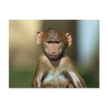 Cheeky Monkey - Cute Baby Baboon Postcards