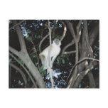 Cheeky Monkey postcards