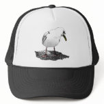 Cheeky Seagull Hat