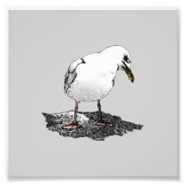 Cheeky Seagull Photo