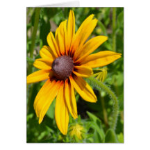 Cheerful Black Eyed Susan Flower Card