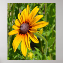 Cheerful Black Eyed Susan Flower Poster