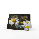 Cheerful daisies cards