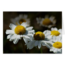 Cheerful daisies greeting card