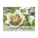 Cheerful Hellebores In The Spring Garden postcards