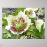 Cheerful Hellebores In The Spring Garden posters