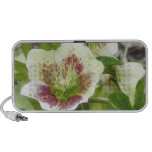 Cheerful Hellebores In The Spring Garden Notebook Speakers