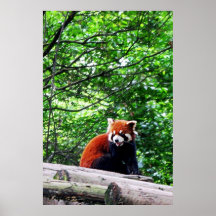 Cheerful Red Panda Posters