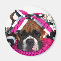 Cheerleader Boxer magnet