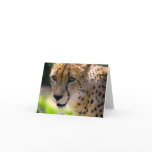 Cheetah 9120 cards