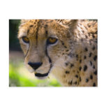 Cheetah 9120 postcards